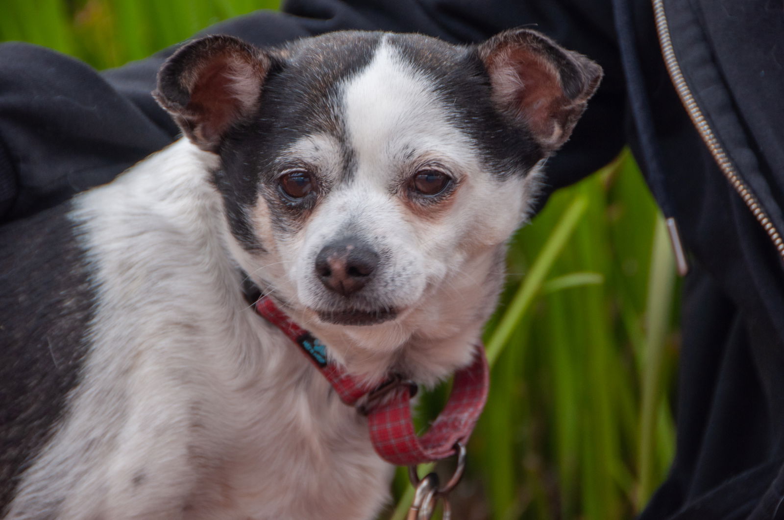 Roxi - Chihuahua