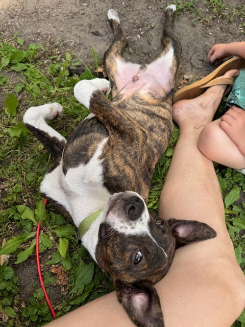 Koi Vacation Foster Needed 6/20-23rd - American Staffordshire Terrier