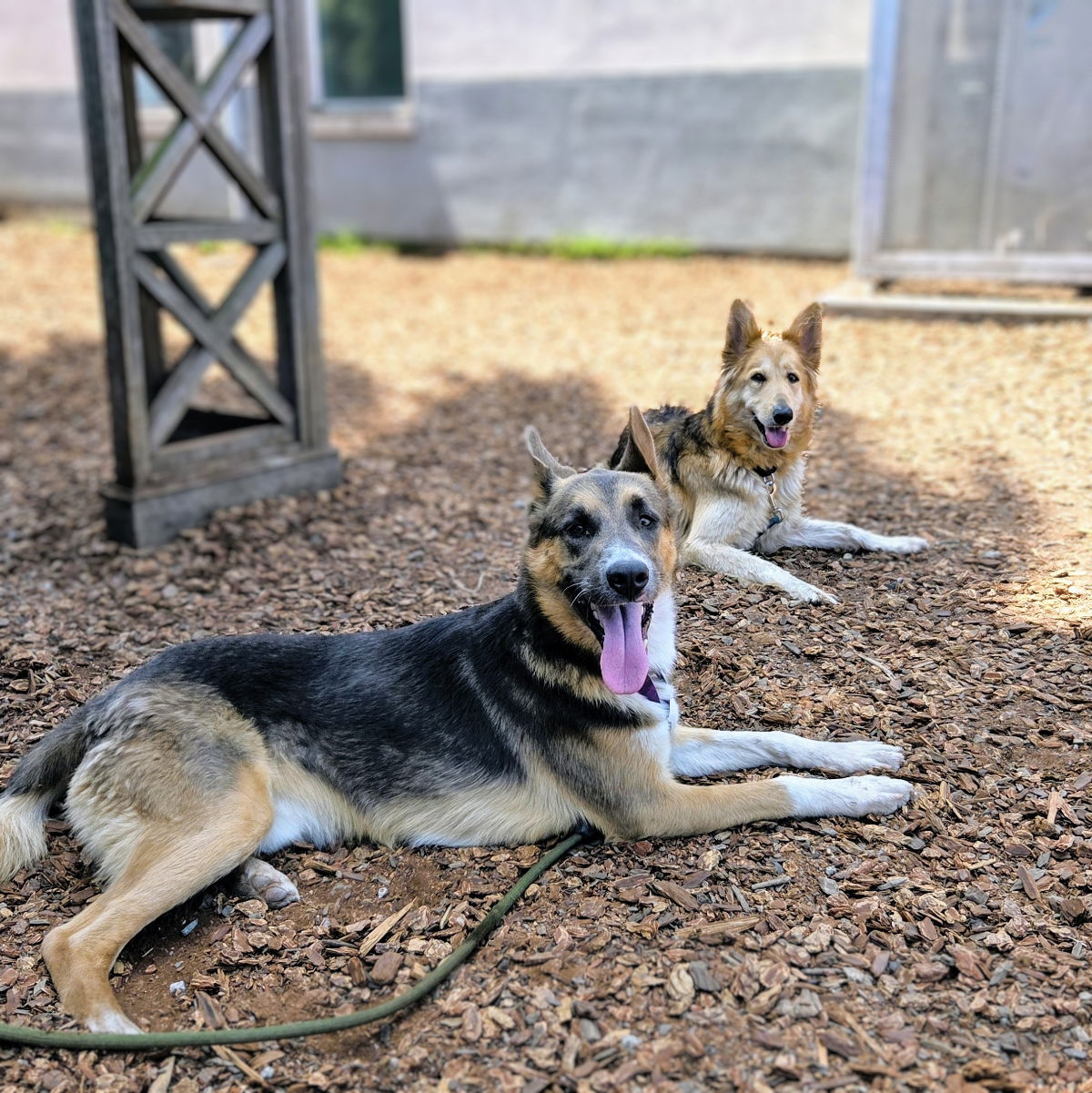 Hedgehog - German Shepherd Dog