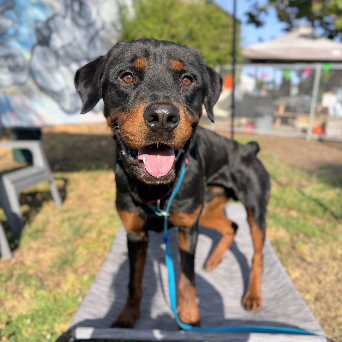 Regal - Rottweiler