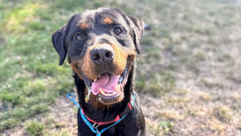 Regal - Rottweiler