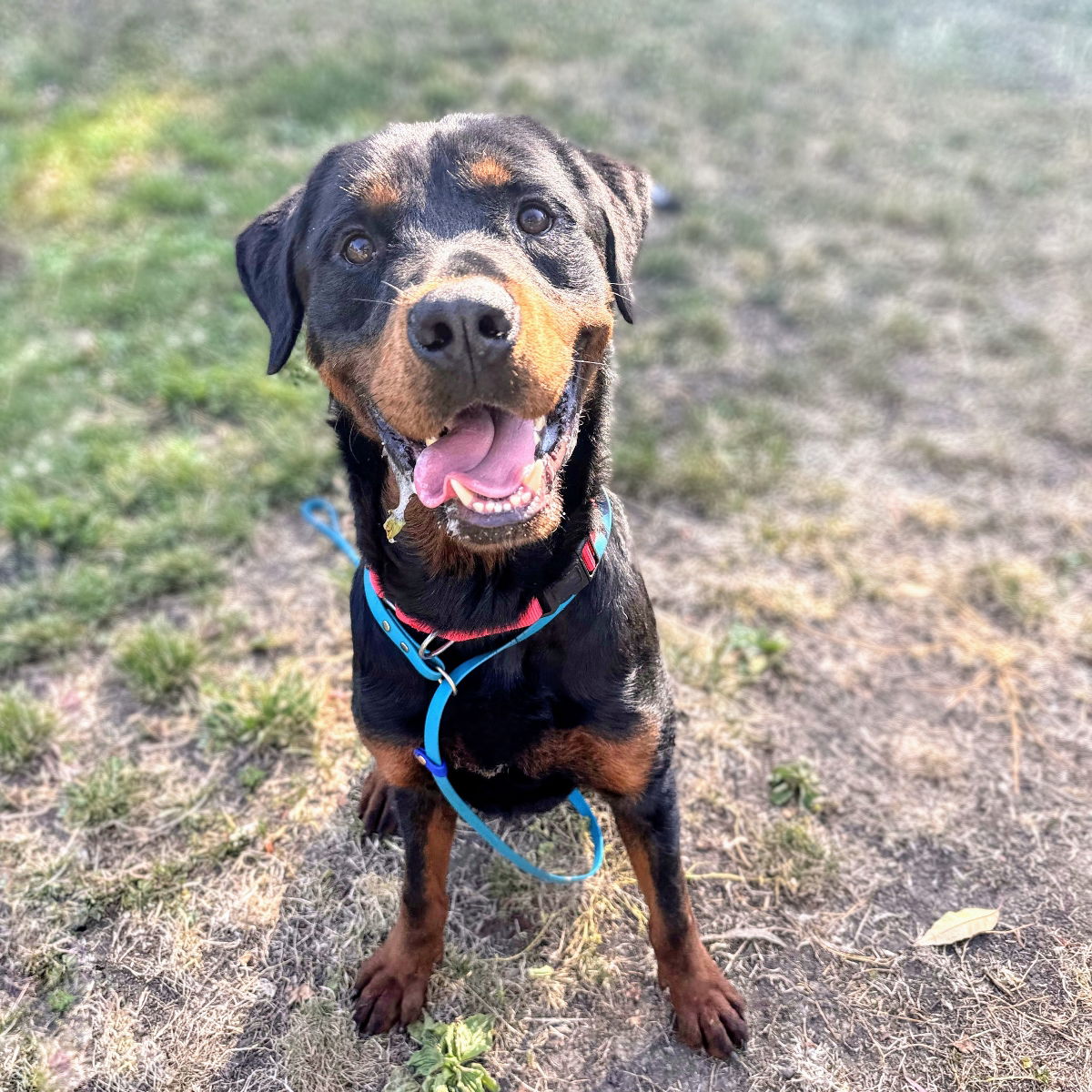 Rescued but Still Healing: Regal the Rottweiler Mix Is Ready for a ...