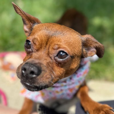 Macie - Chihuahua
