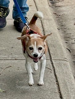 Noodle - Beagle