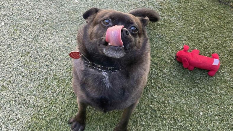 Pablo - Chihuahua
