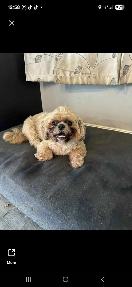 Vincent - Shih Tzu
