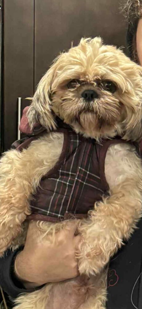 Vincent - Shih Tzu