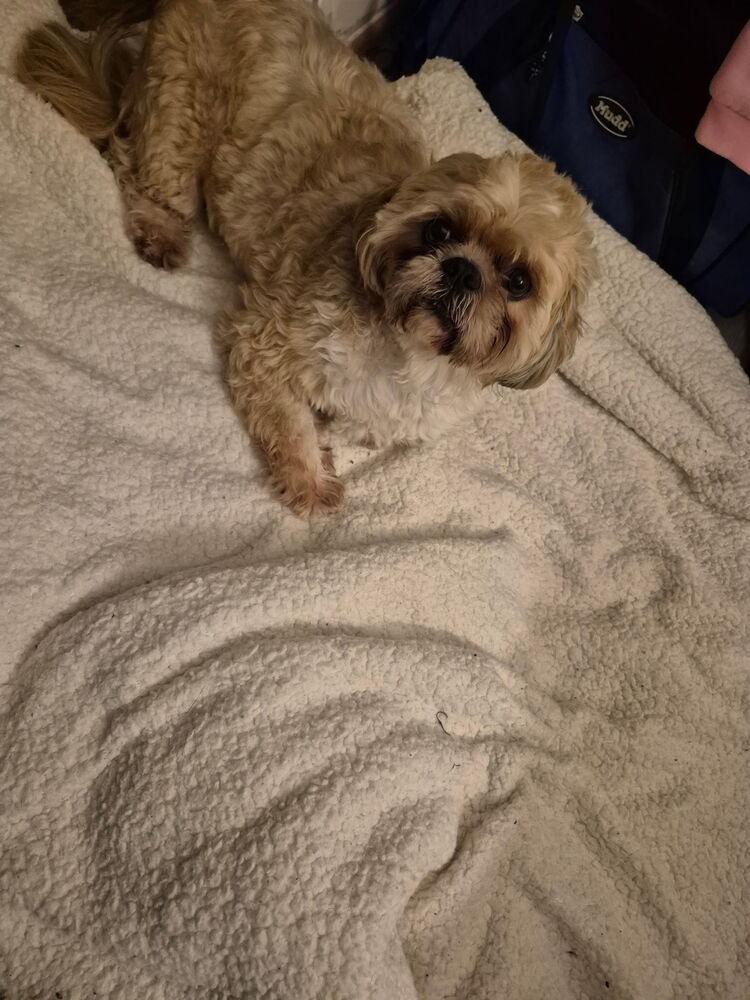 Vincent - Shih Tzu