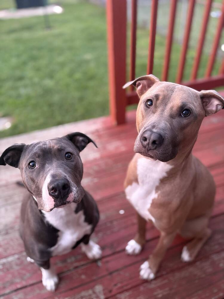 Lainey - Pit Bull Terrier