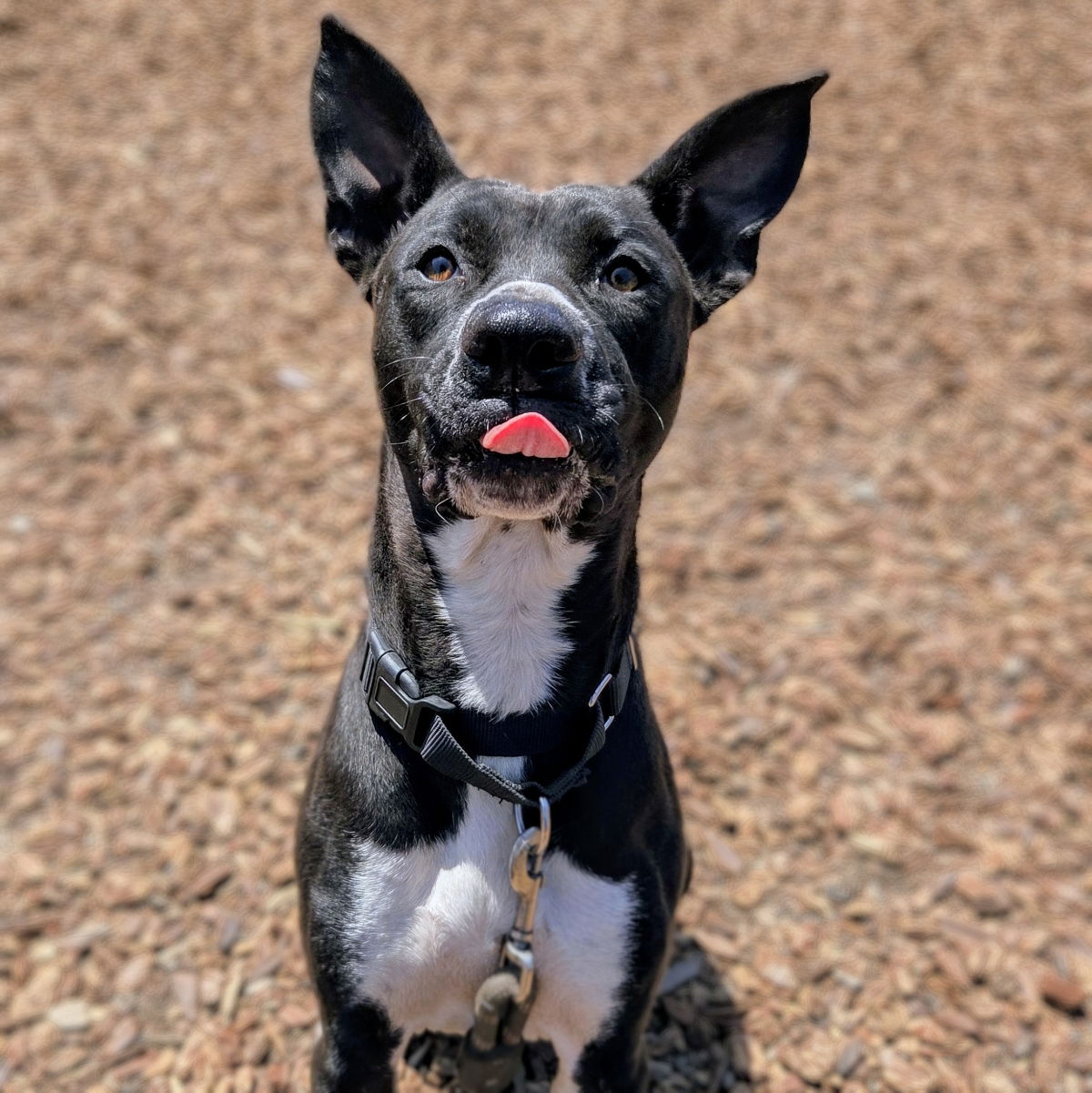 Seraphina - American Pit Bull Terrier