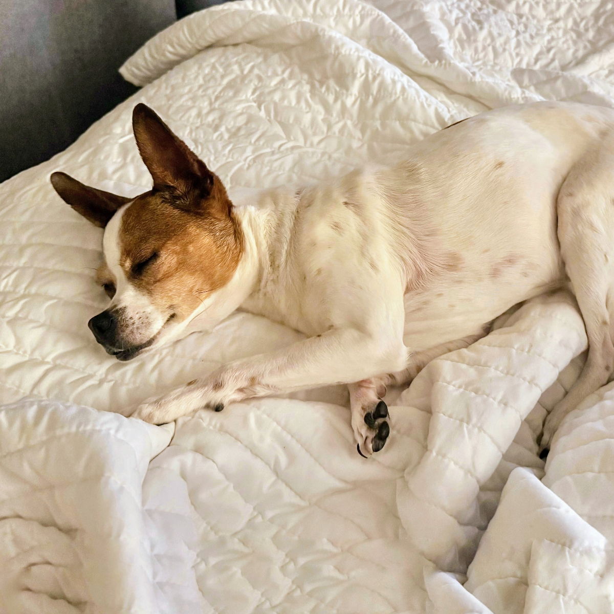 Vesper - Chihuahua