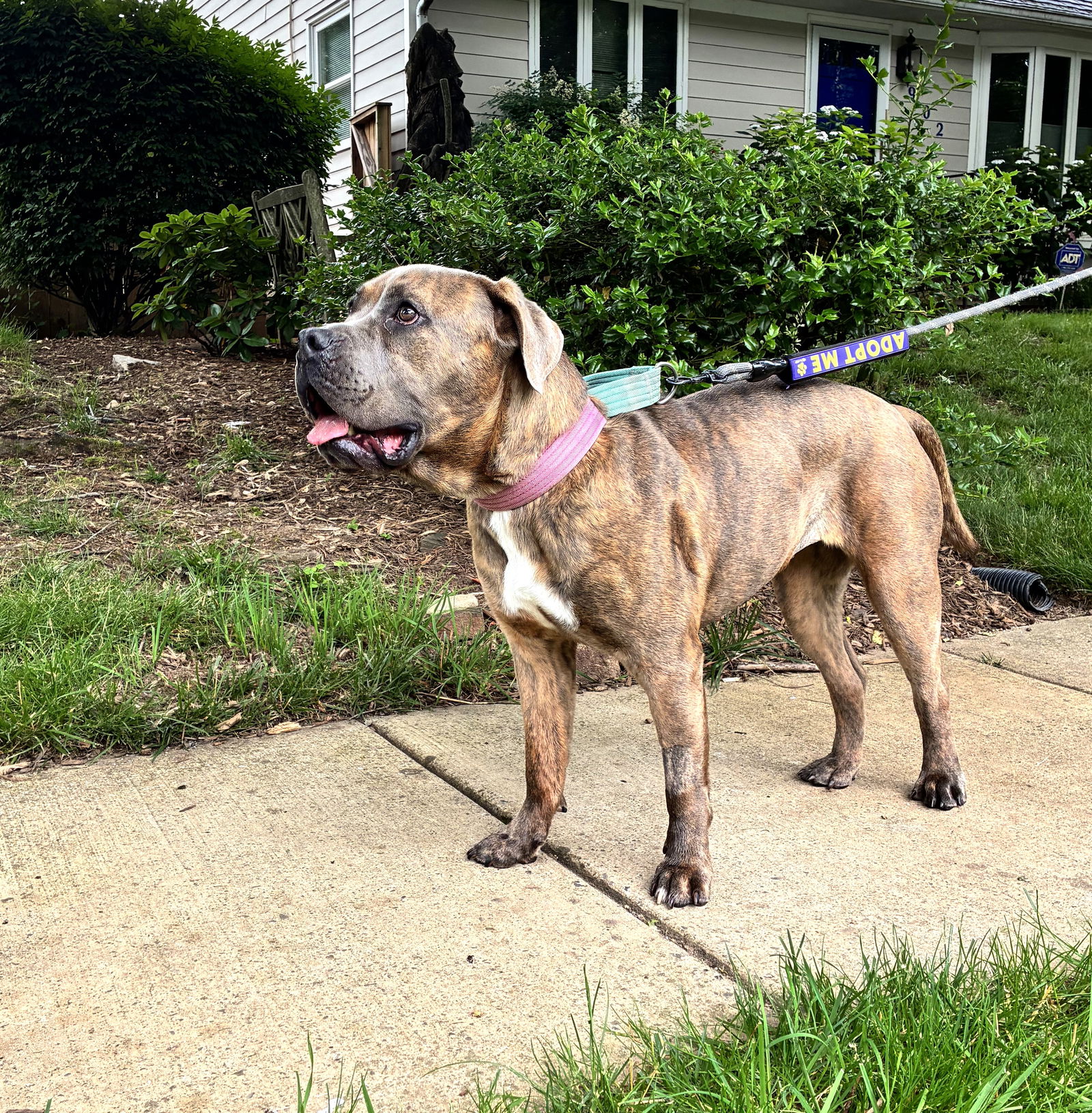 Roxy - Cane Corso Mastiff