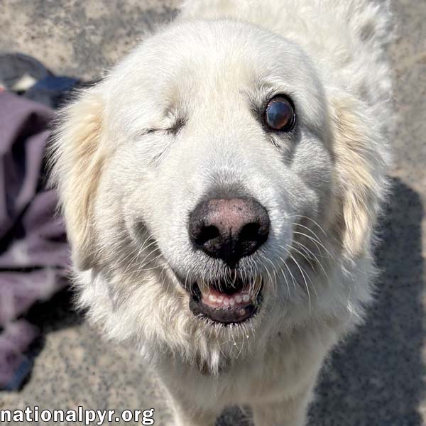 Dori in KY - Very Well Behaved & Sweet! - Great Pyrenees