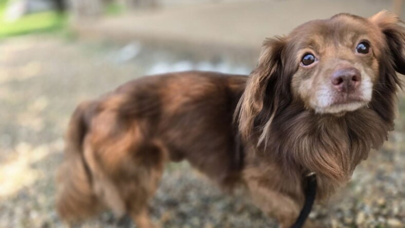 Prince Harry - Dachshund