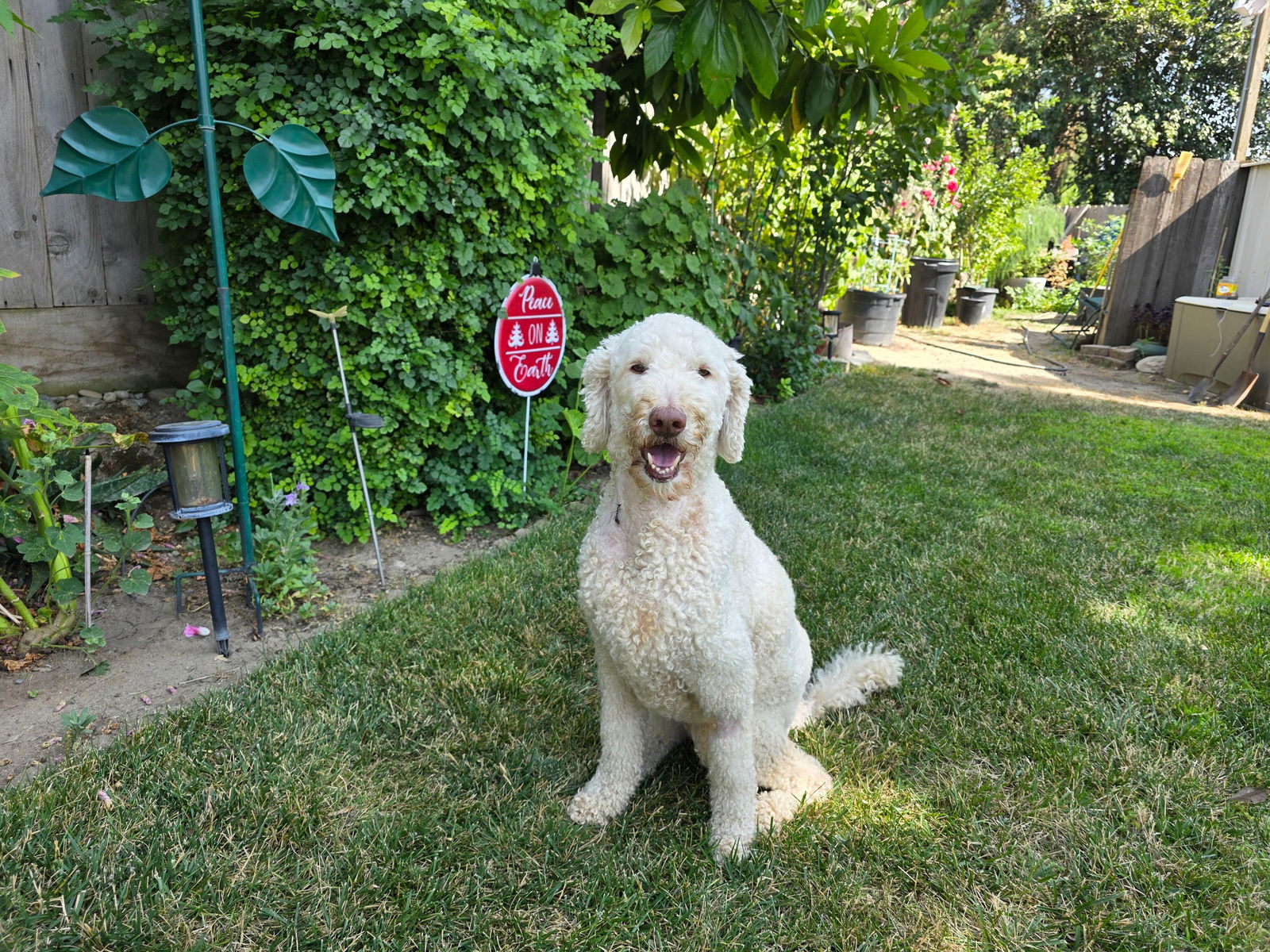 Kooper - Labrador Retriever