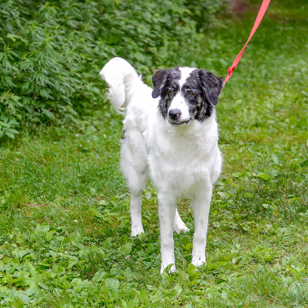 Jovi - Australian Shepherd