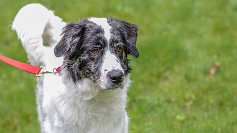 Jovi - Australian Shepherd