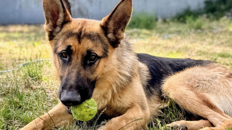 Snickerdoodle - German Shepherd Dog