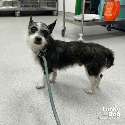 Nemo - Terrier
