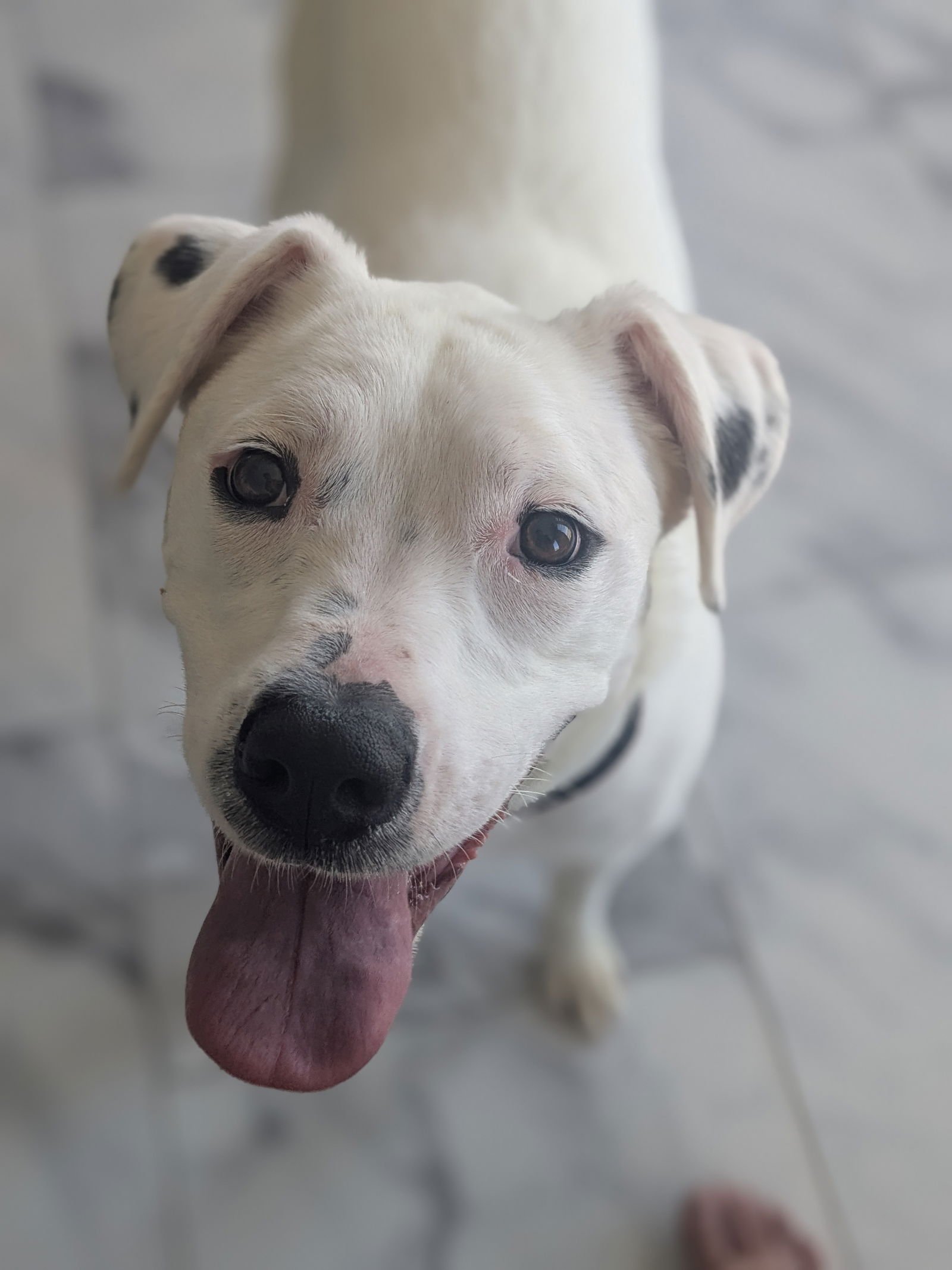 Sofee - Pit Bull Terrier