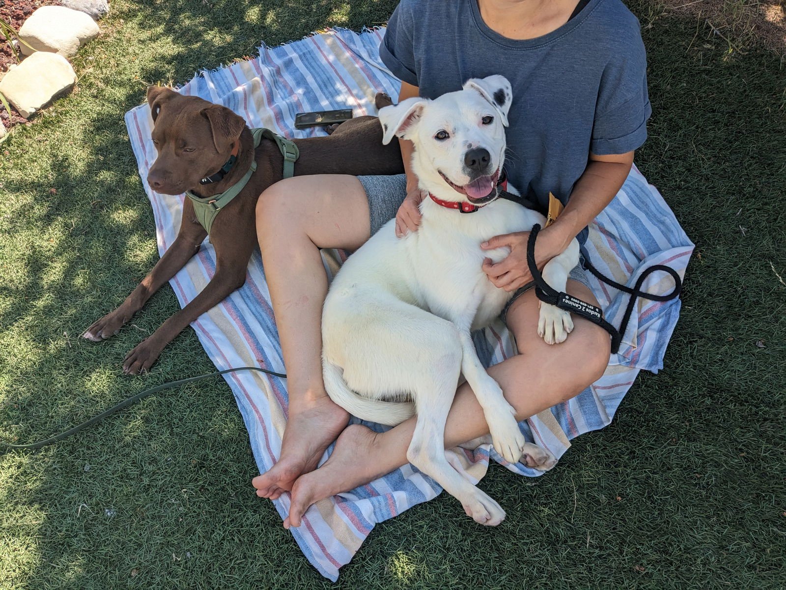 Sofee - Pit Bull Terrier