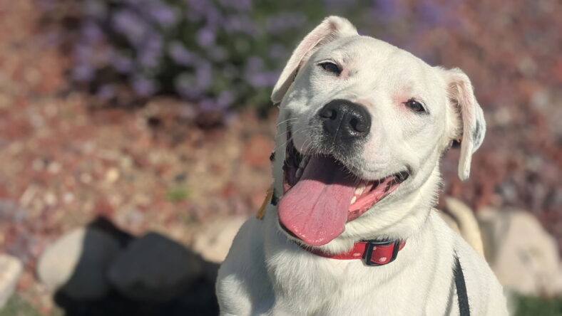 Sofee - Pit Bull Terrier