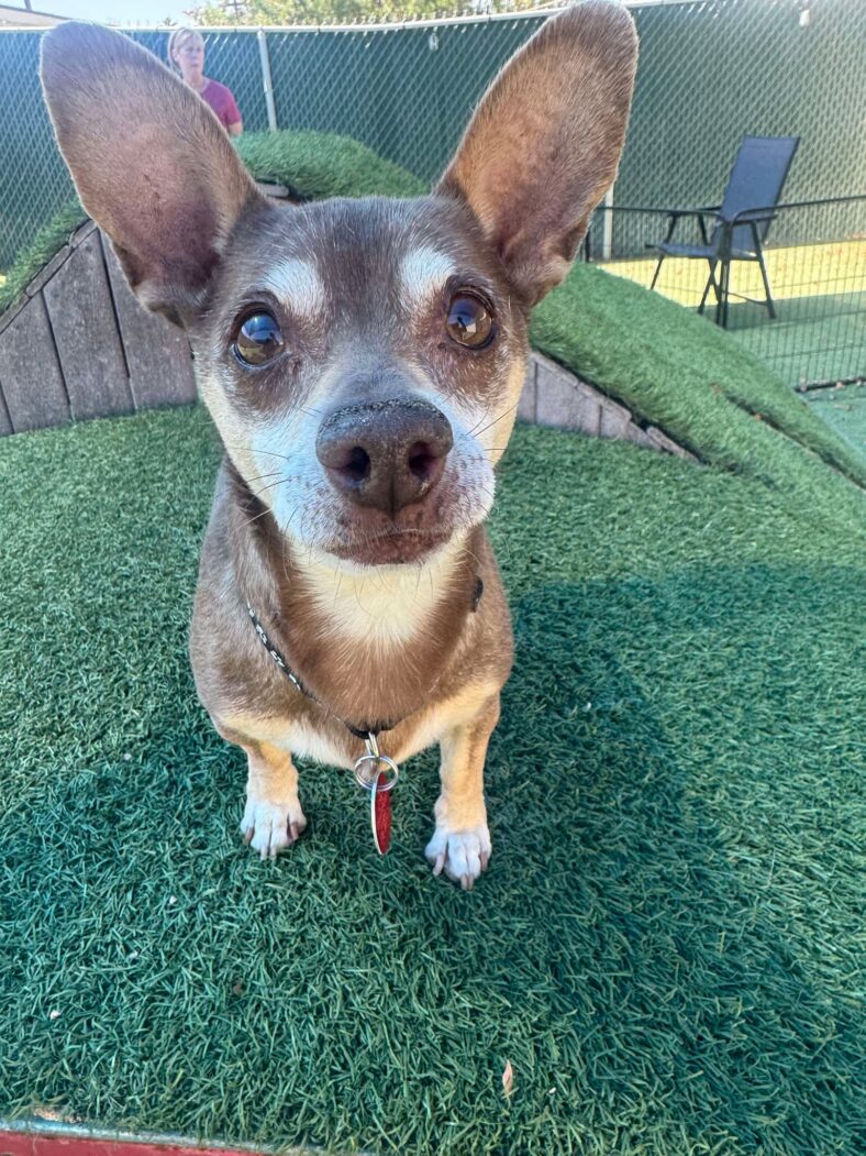 Petey - Chihuahua