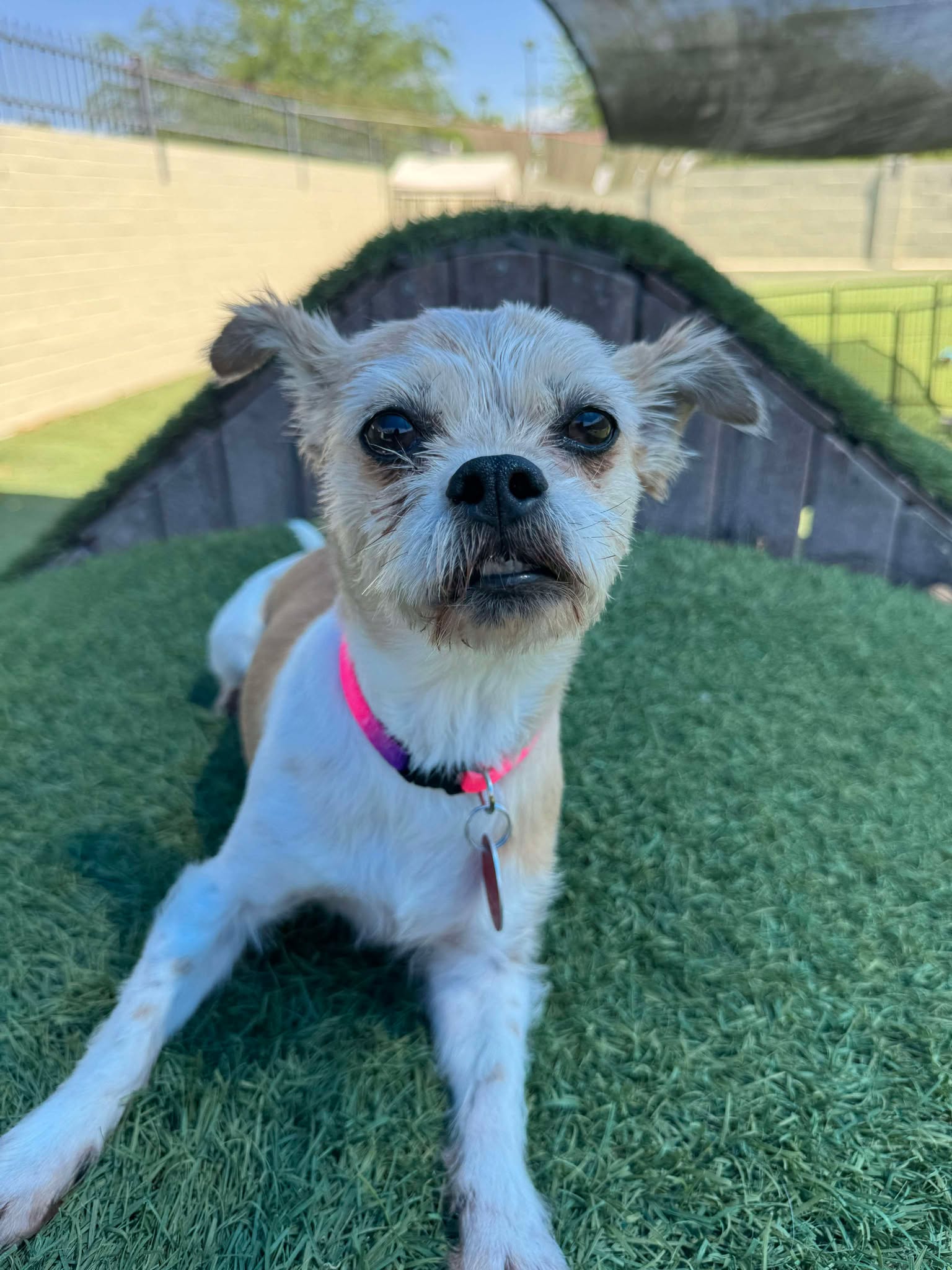 Pearl - Shih Tzu