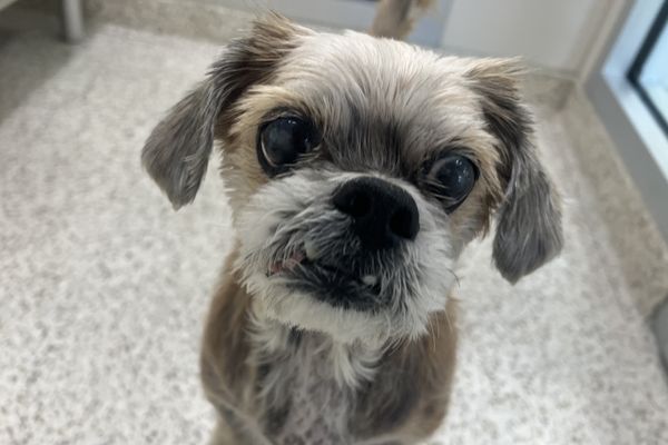 Wicket - Shih Tzu