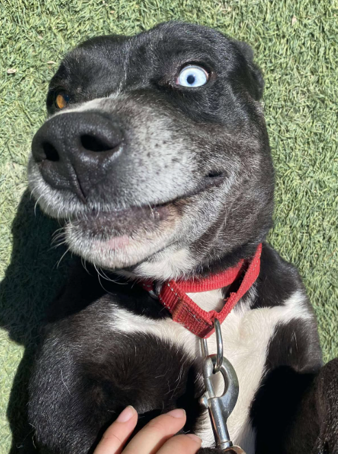 Zeus - Pit Bull Terrier