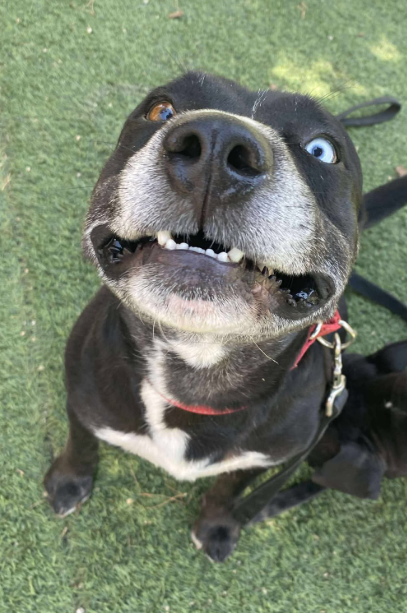 Zeus - Pit Bull Terrier