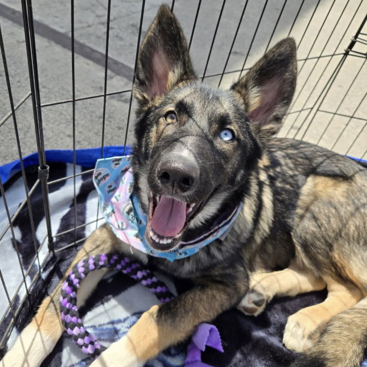 Reno - Shepherd