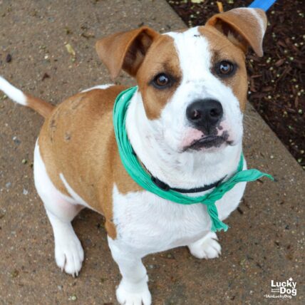 Kelsie - Boxer