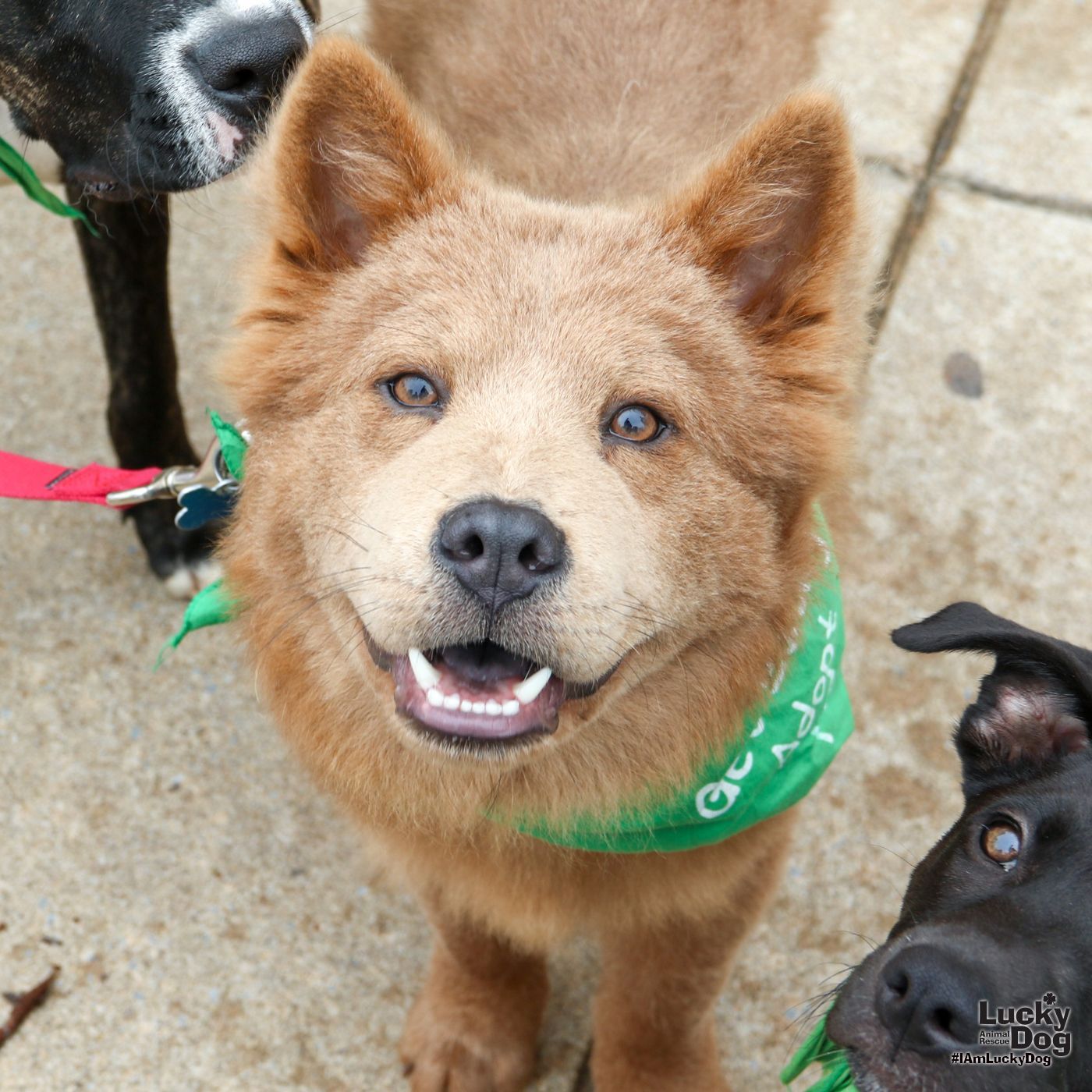 Sampson - Chow Chow