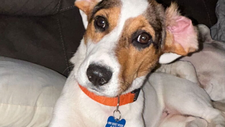 Darby - Beagle