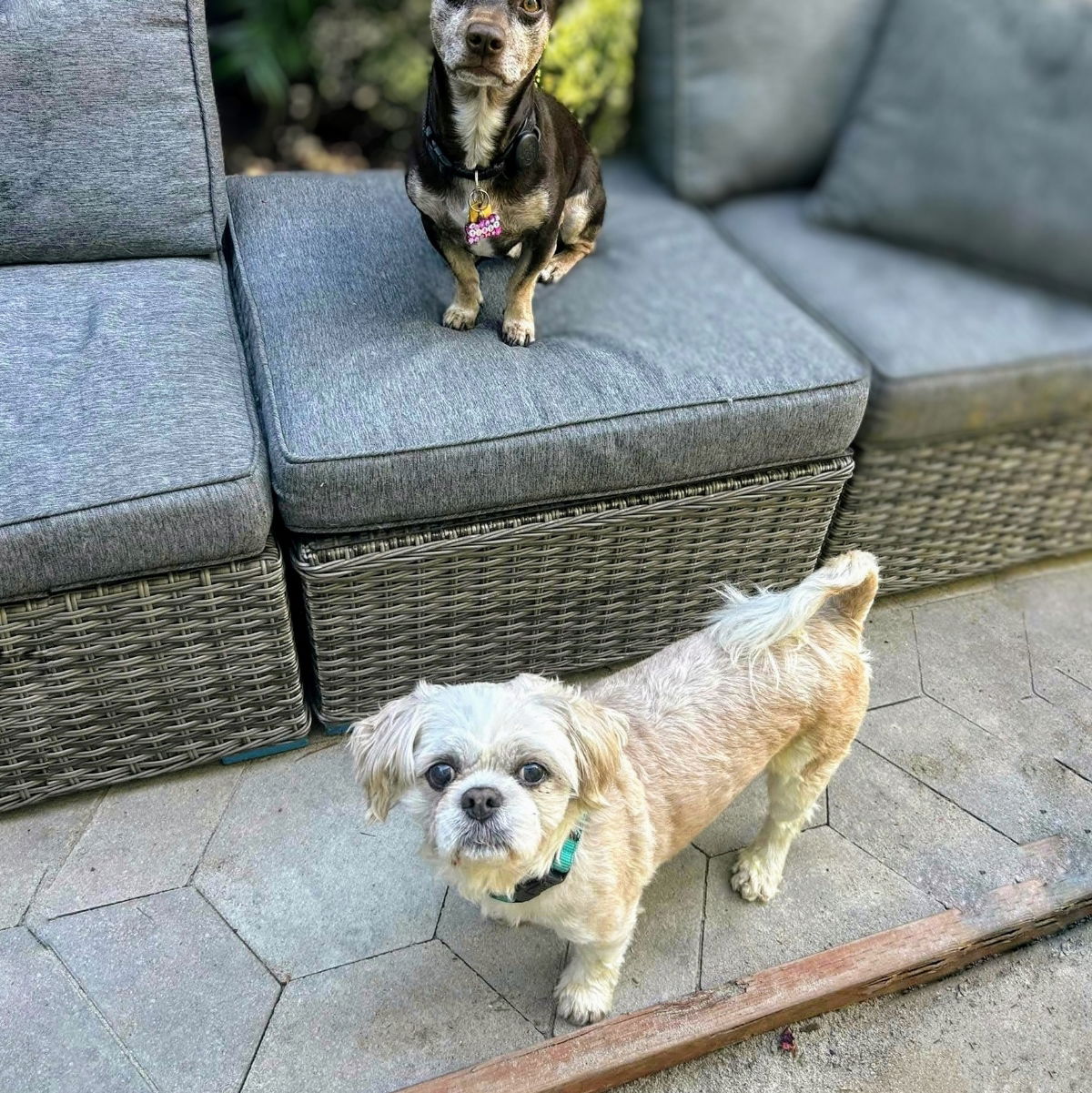Louie - Shih Tzu