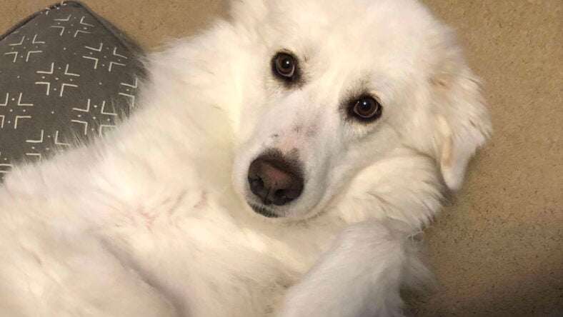 Annie - Great Pyrenees