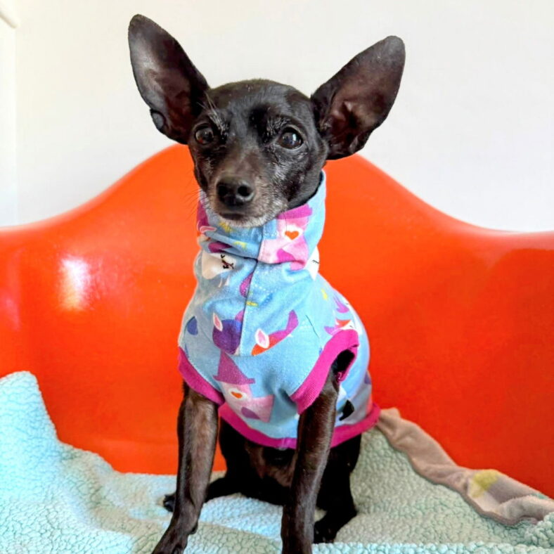 Vader - Chihuahua