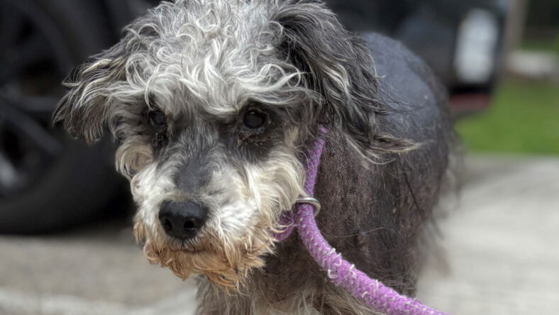 180169 Licorice (Off Site Foster) - Schnauzer