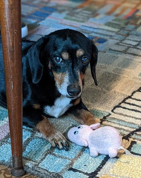 Chance - Dachshund