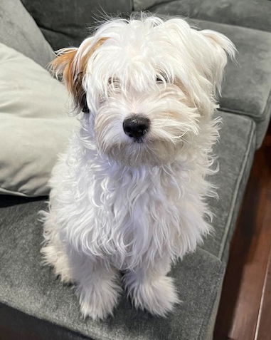 Simba - Maltese