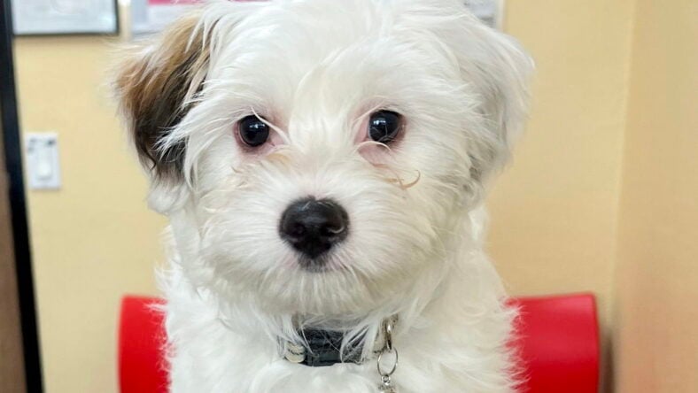 Simba - Maltese