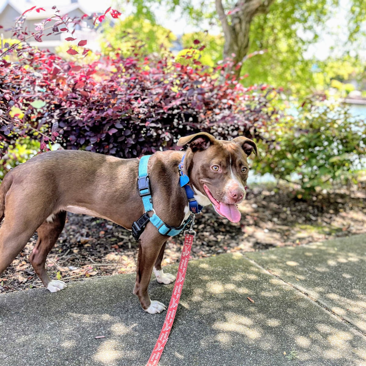 Naia - Pit Bull Terrier