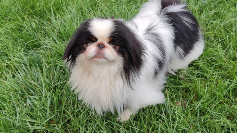 Toshiro - Japanese Chin