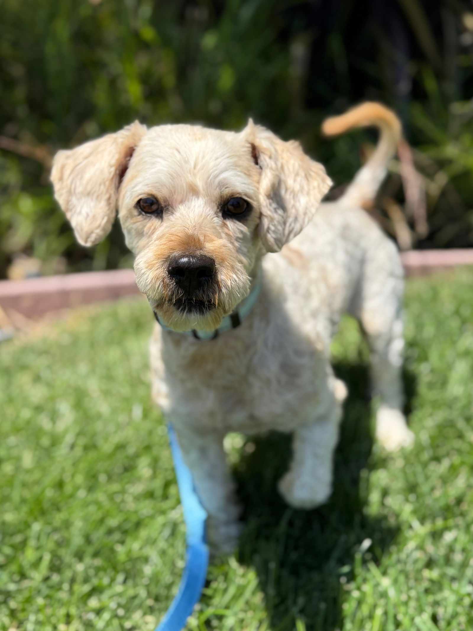 Mango - Poodle (Miniature)