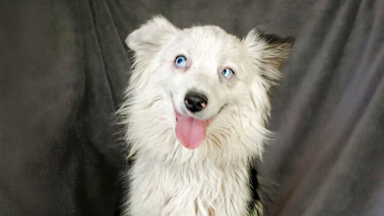 SUPER Mr Soro ~ Mini Aussie - Australian Shepherd