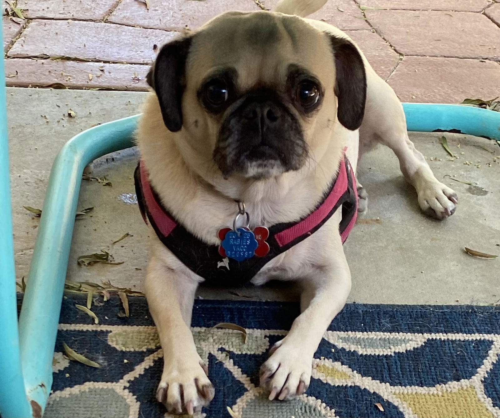 Cinnabon - Pug