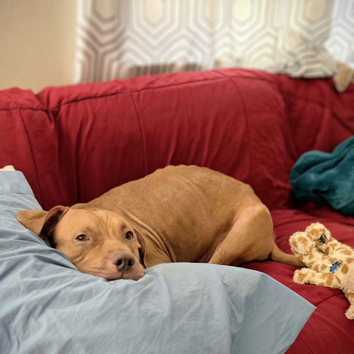 Athena - Pit Bull Terrier
