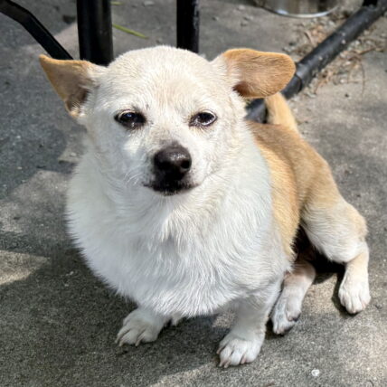 Douglas - Chihuahua