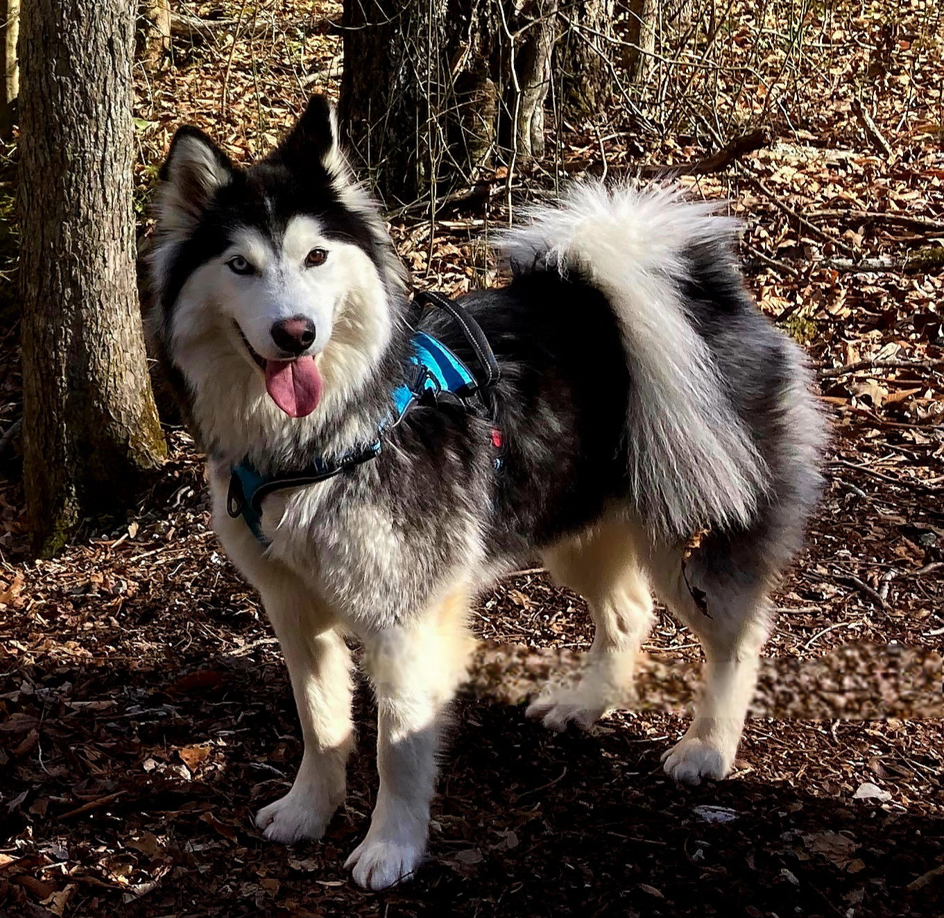 ZEVYA LUVS KIDS - Husky